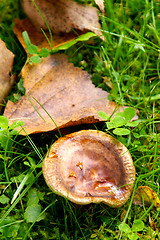 Image showing Mushroom