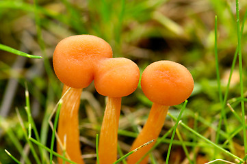Image showing Mushrooms