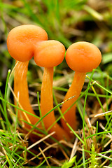 Image showing Mushrooms