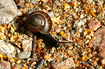 Image showing Arianta arbustorum