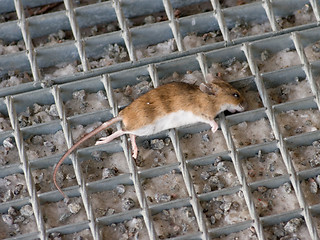 Image showing Dead mouse