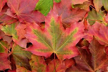 Image showing Red and green maple leaf on a background of fall foliage