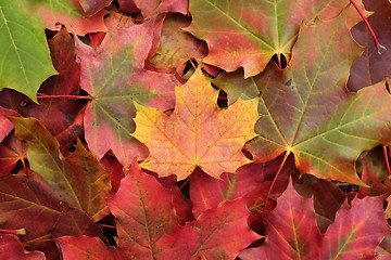 Image showing Yellow maple leaf on a heap of leaves