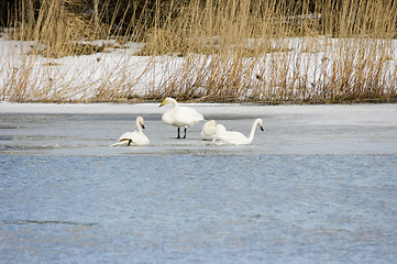 Image showing Swans