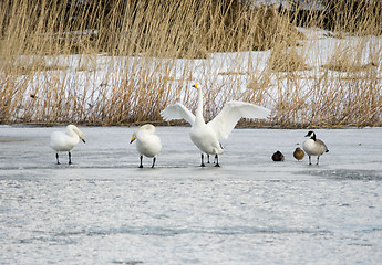 Image showing Birds