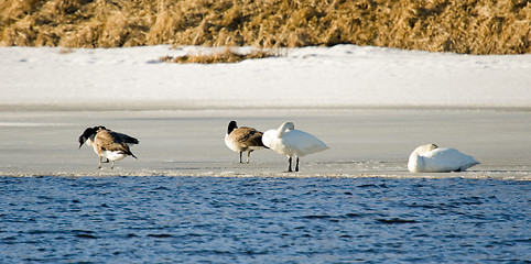 Image showing Birds