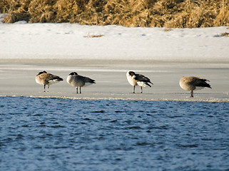 Image showing Birds