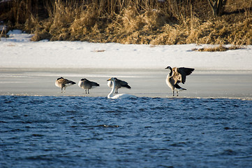 Image showing Birds