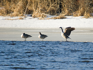 Image showing Birds