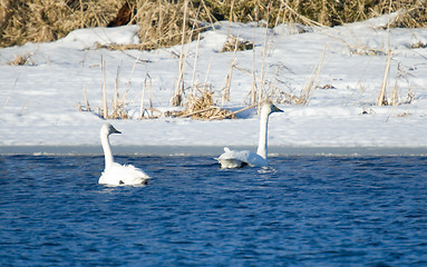 Image showing Swans