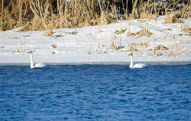 Image showing Swans