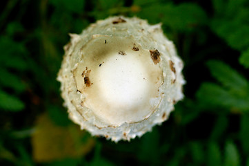 Image showing Coprinus