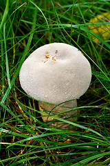 Image showing Mushroom