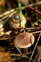 Image showing Mushroom