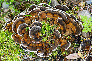 Image showing Fungi