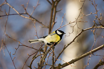 Image showing Tit