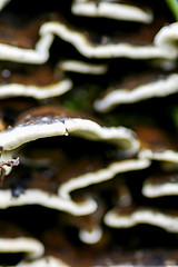 Image showing Mushroom