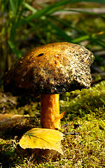 Image showing Mushroom