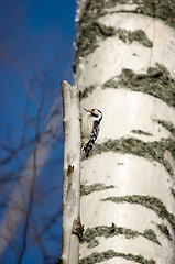 Image showing Woodpecker