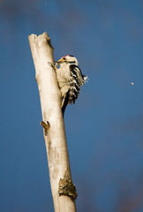 Image showing Woodpecker