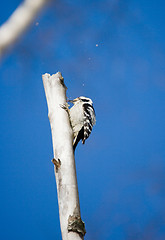 Image showing Woodpecker