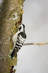 Image showing Woodpecker