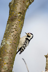 Image showing Woodpecker