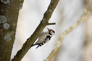 Image showing Woodpecker