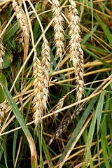 Image showing Wheat