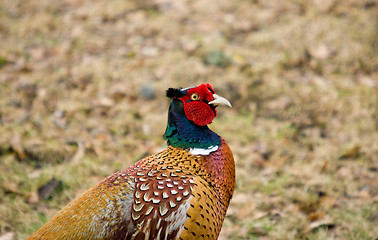 Image showing Pheasant