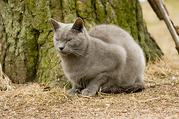 Image showing Cat