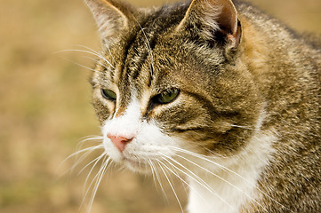 Image showing Cat