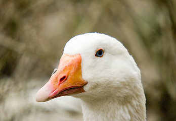 Image showing Goose