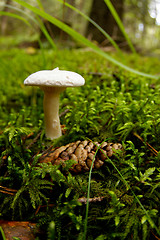 Image showing Mushroom