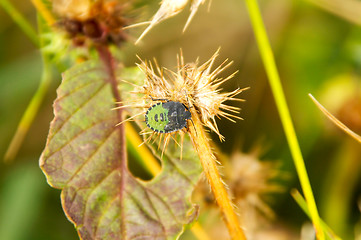 Image showing Palomena prasina