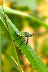 Image showing Palomena prasina