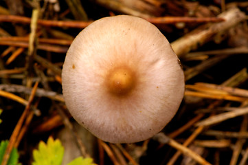 Image showing Mushroom