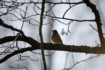 Image showing Robins