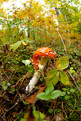 Image showing Fly agaric