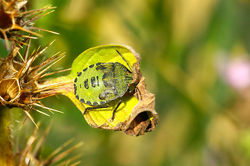 Image showing Palomena prasina