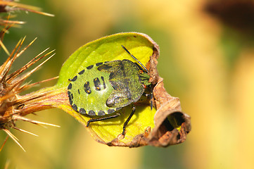 Image showing Palomena prasina