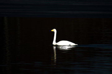 Image showing Swan