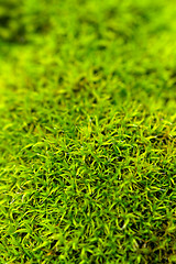 Image showing Moss