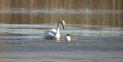 Image showing Swan