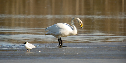 Image showing Swan