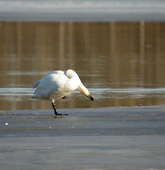 Image showing Swan