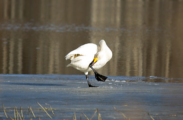 Image showing Swan