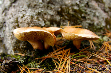 Image showing Mushrooms