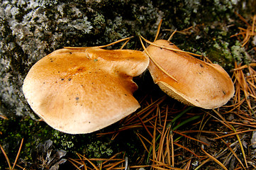 Image showing Mushrooms