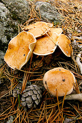 Image showing Mushrooms